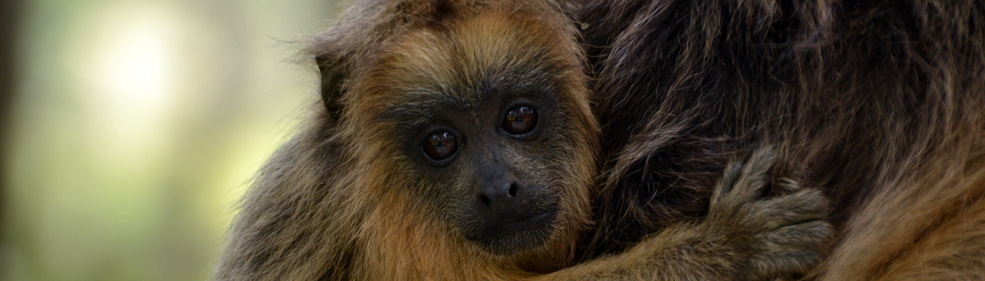 Monkey and Primate Conservation in Argentina