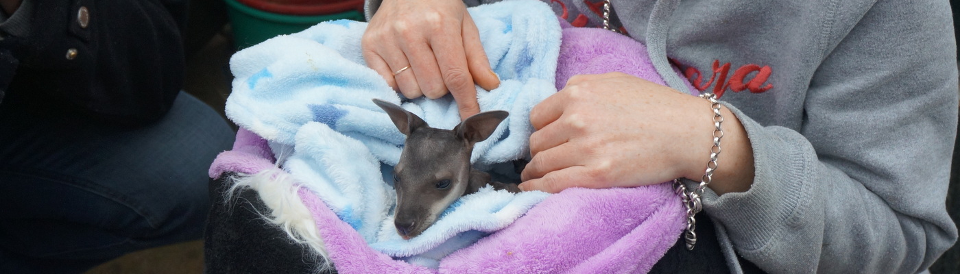 Wild Animal Rescue, Rehabilitation and Conservation in NSW, Australia