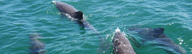 Volunteer with Dolphins in Australia