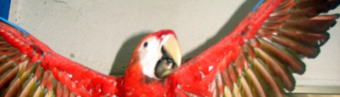Macaw Conservation and Rescue in Costa Rica