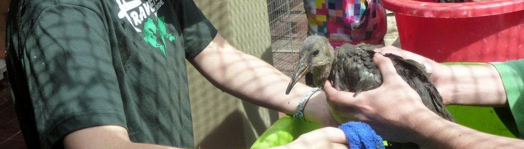 Care for Animals at a Wildlife Rehabilitation Centre in South Africa