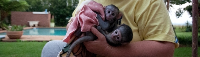 Conservation: Vervet Monkey Rehabilitation in South Africa