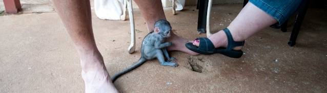 Conservation: Vervet Monkey Rehabilitation in South Africa