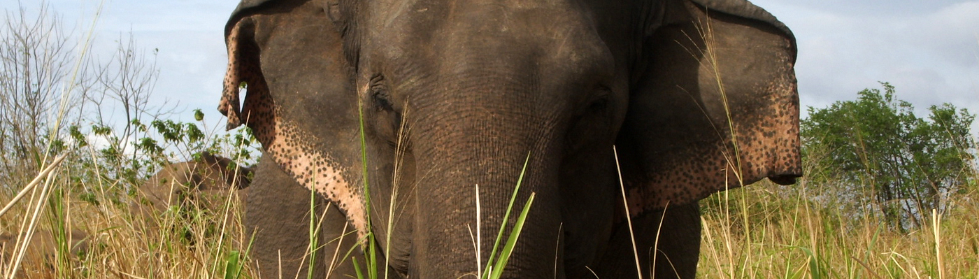 Conservation with Elephants in Sri Lanka