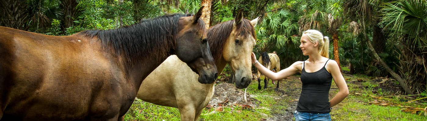 Care for Wild Mustangs in the USA