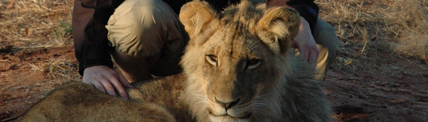 Hands-on Lion Rehabilitation in Zambia