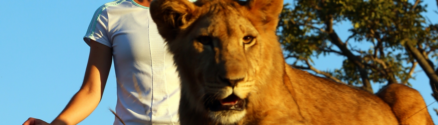 Hands-on Lion Rehabilitation in Zimbabwe