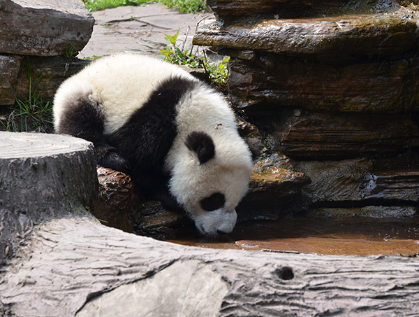 Help to conserve Pandas in China