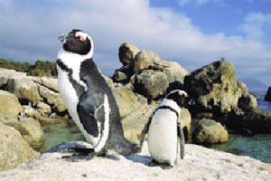 Penguins at Boulders in Cape Town