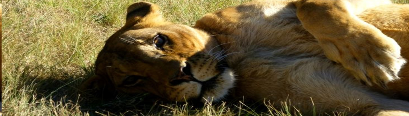 Lion and Big Cat Conservation in South Africa