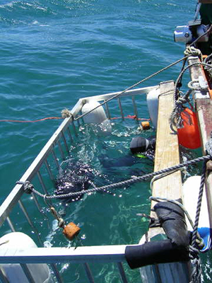 Cage Dive with Sharks in South Africa