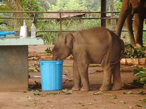 Warsini the elephant raiding the bins in Pinnawala Elephant Orphanage