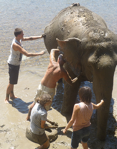 Washing elephants on the Elephant Taster Programme in Thailand